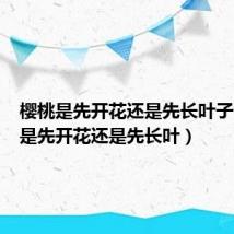 樱桃是先开花还是先长叶子(樱桃是先开花还是先长叶)
