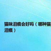 猫咪泪痕会好吗(哪种猫容易有泪痕)
