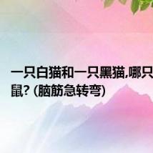 一只白猫和一只黑猫,哪只不抓老鼠? (脑筋急转弯)