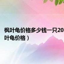 枫叶龟价格多少钱一只2022（枫叶龟价格）