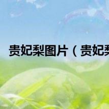 贵妃梨图片（贵妃梨）