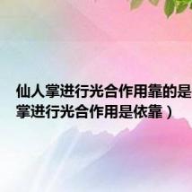 仙人掌进行光合作用靠的是（仙人掌进行光合作用是依靠）