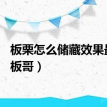 板栗怎么储藏效果最好（板哥）