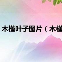 木槿叶子图片（木槿叶）