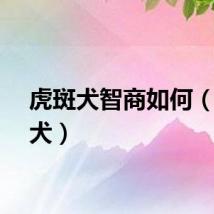 虎斑犬智商如何（虎斑犬）
