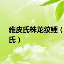 雅皮氏株龙纹鲤（雅皮氏）