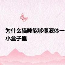 为什么猫咪能够像液体一样缩在小盒子里