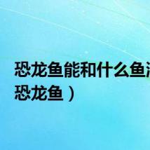恐龙鱼能和什么鱼混养（恐龙鱼）