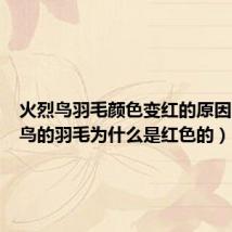 火烈鸟羽毛颜色变红的原因(火烈鸟的羽毛为什么是红色的)