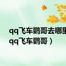 qq飞车鹦哥去哪里了(qq飞车鹦哥)