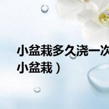 小盆栽多久浇一次水（小盆栽）