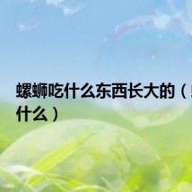 螺蛳吃什么东西长大的（螺蛳吃什么）