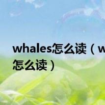 whales怎么读(whale怎么读)