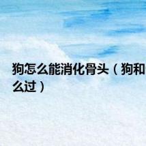 狗怎么能消化骨头（狗和骨头怎么过）