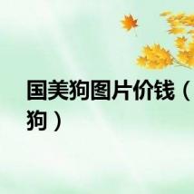国美狗图片价钱（国美狗）