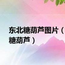 东北糖葫芦图片（东北糖葫芦）