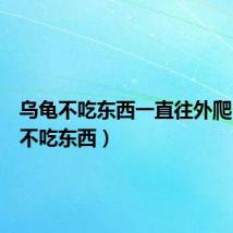 乌龟不吃东西一直往外爬(乌龟不吃东西)