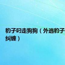 豹子叼走狗狗(外逃豹子曾与狗纠缠)