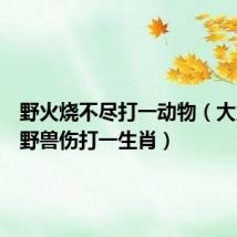 野火烧不尽打一动物(大火烧山野兽伤打一生肖)