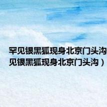 罕见银黑狐现身北京门头沟一（罕见银黑狐现身北京门头沟）