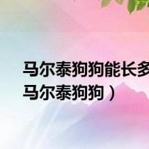 马尔泰狗狗能长多大（马尔泰狗狗）