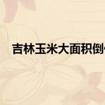 吉林玉米大面积倒伏