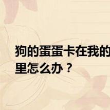 狗的蛋蛋卡在我的蛋蛋里怎么办？