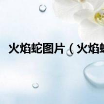 火焰蛇图片（火焰蛇）
