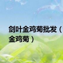 剑叶金鸡菊批发（剑叶金鸡菊）