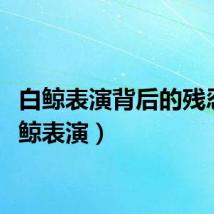 白鲸表演背后的残忍（白鲸表演）