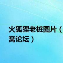 火狐狸老桩图片（火狐窝论坛）