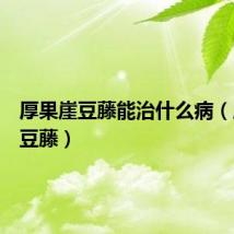 厚果崖豆藤能治什么病（厚果崖豆藤）