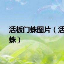 活板门蛛图片（活板门蛛）