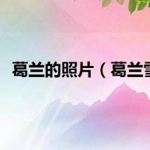 葛兰的照片（葛兰雪）