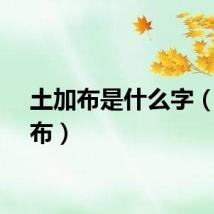土加布是什么字（土加布）