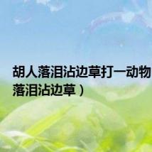 胡人落泪沾边草打一动物(胡人落泪沾边草)