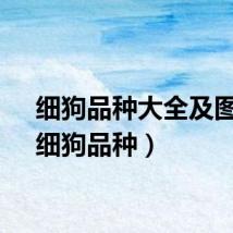 细狗品种大全及图片（细狗品种）