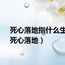 死心落地指什么生肖（死心落地）