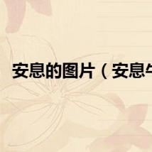 安息的图片（安息牛）
