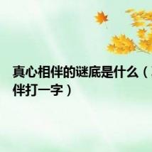 真心相伴的谜底是什么（真心相伴打一字）
