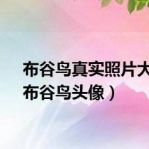 布谷鸟真实照片大全（布谷鸟头像）