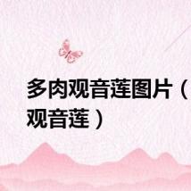 多肉观音莲图片（多肉观音莲）