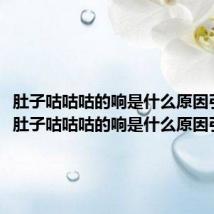 肚子咕咕咕的响是什么原因引起（肚子咕咕咕的响是什么原因引起的）