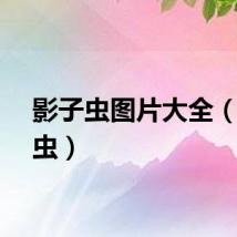 影子虫图片大全（影子虫）