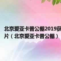 北京爱亚卡普公棚2019获奖鸽照片（北京爱亚卡普公棚）