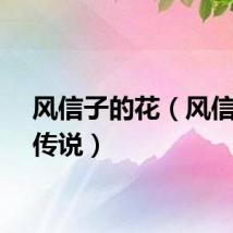 风信子的花（风信子的传说）