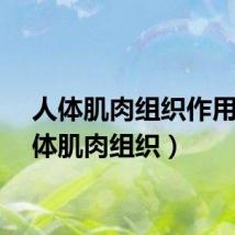 人体肌肉组织作用（人体肌肉组织）