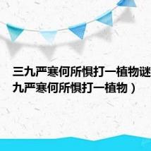 三九严寒何所惧打一植物谜底（三九严寒何所惧打一植物）