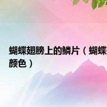 蝴蝶翅膀上的鳞片(蝴蝶翅膀的颜色)