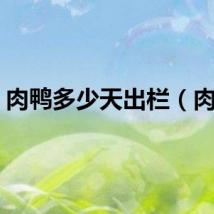 肉鸭多少天出栏（肉鸭）